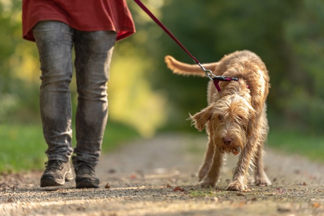 Читать статью Какие травмы чаще всего получают владельцы собак?