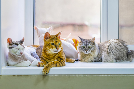 Читать статью "Какую породу кошек можно завести аллергику?"