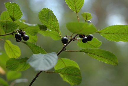 Крушина ломкая и жостер слабительный: два вида одного семейства для здоровья Читать статью Крушина ломкая и жостер слабительный: два вида одного семейства для здоровья