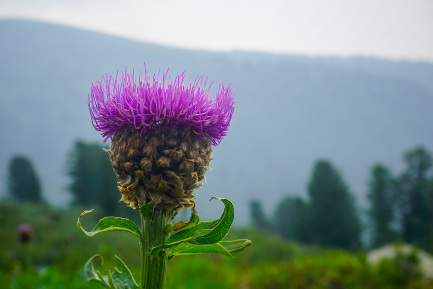 Читать статью "Левзея: если нужно укрепить иммунитет в межсезонье"