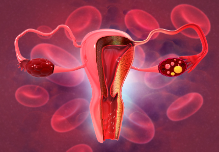 Изображение женской репродуктивной системы.