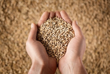 Человек держит в ладонях зерно пшеницы