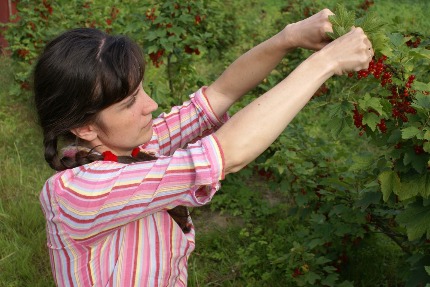 Женщина собирает ягоды калины