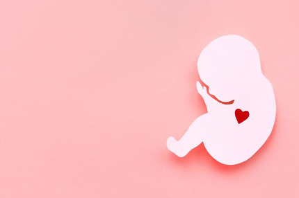 Изображение эмбриона и сердца.