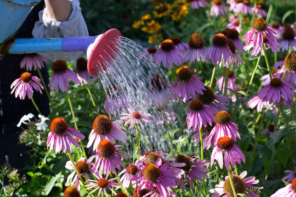 Эхинацея (Echinacea)