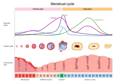 Схема женского цикла