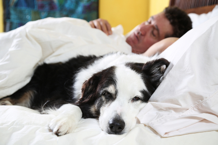 Читать статью "Почему вредно спать с домашними животными?"