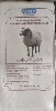 Купить Пояс медицинский эластичный согревающий с шерстью овцы almed 2 / s цена