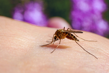 Читать статью В России зафиксировали случаи заражения лихорадкой Западного Нила — её разносят комары